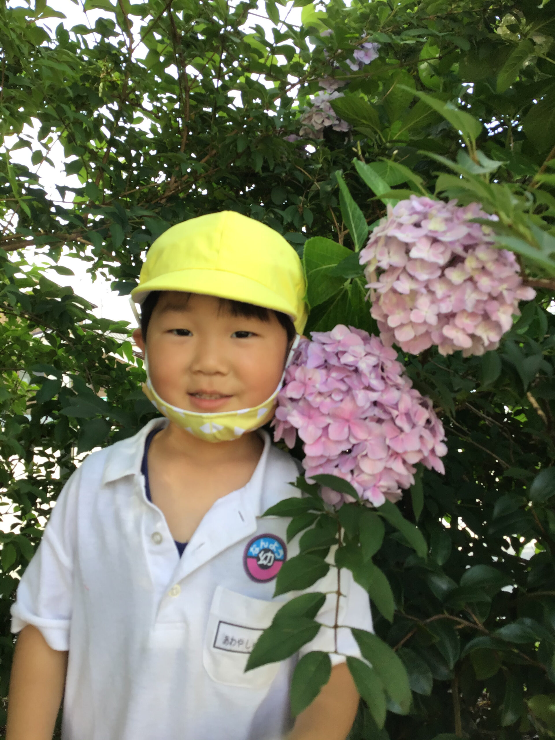 こあらぐみの様子。先生写真撮って！あじさいと僕の頭、どっちが大きい？皆さん分かりますか？ 南陽幼稚園｜周南市福川